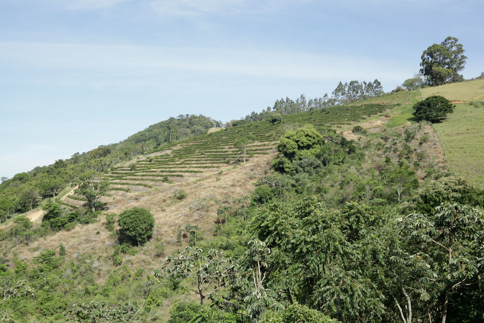 Kaffee und Klimawandel: Kaffeeplantage an einem Hang im Vale da Grama in Brasilien