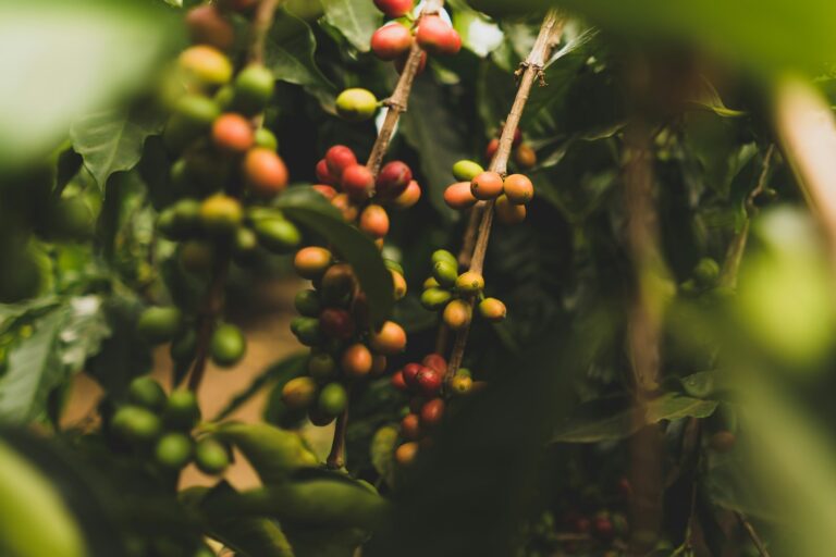 Kaffeepflanze mit reifen Kaffeekirschen auf einer Plantage