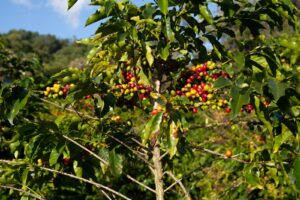 Dokumentarische Fotografie aus einem brasilianischen Kaffeeanbaugebiet