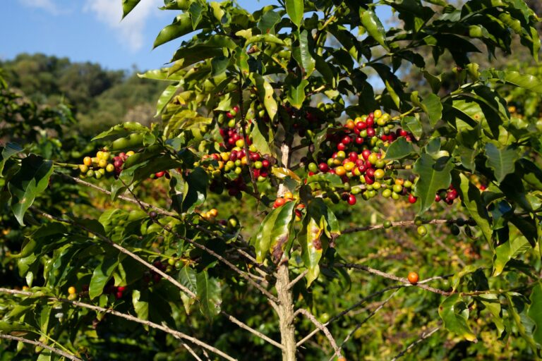 Kaffee an der Börse 2026: Mehr Angebot aus Brasilien und Vietnam drückt die Preise Dokumentarische Fotografie aus einem brasilianischen Kaffeeanbaugebiet