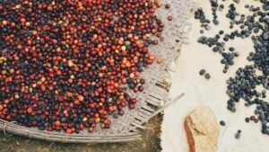 Echte Fotografie von Kaffeebohnen in Vietnam; Symbolbild zur Kaffee-Preisentwicklung