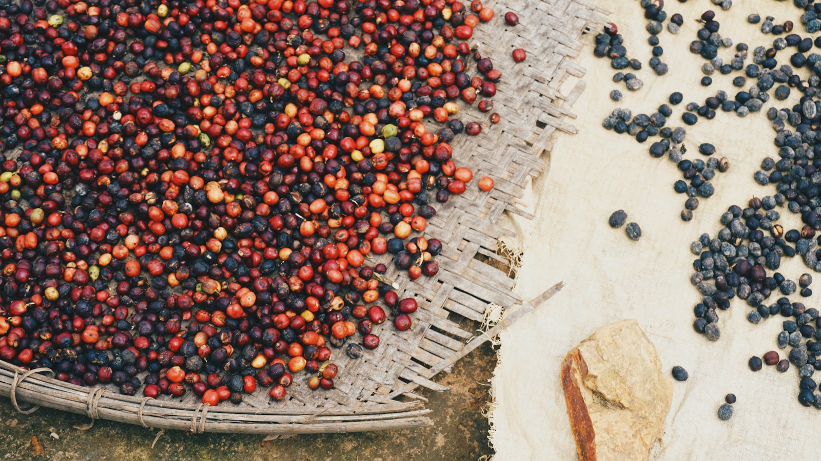 Kaffeebohnen in Vietnam, dokumentarisches Archivfoto
