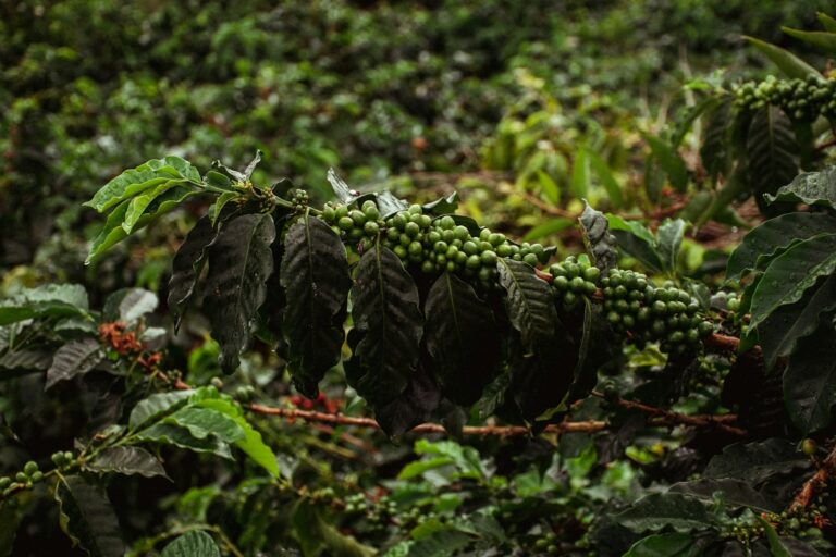 Fairtrade-Kaffee 2026: Wie der neue Mindestpreis Bauern absichern soll Echte Fotografie von Kaffeekirschen an einer Pflanze