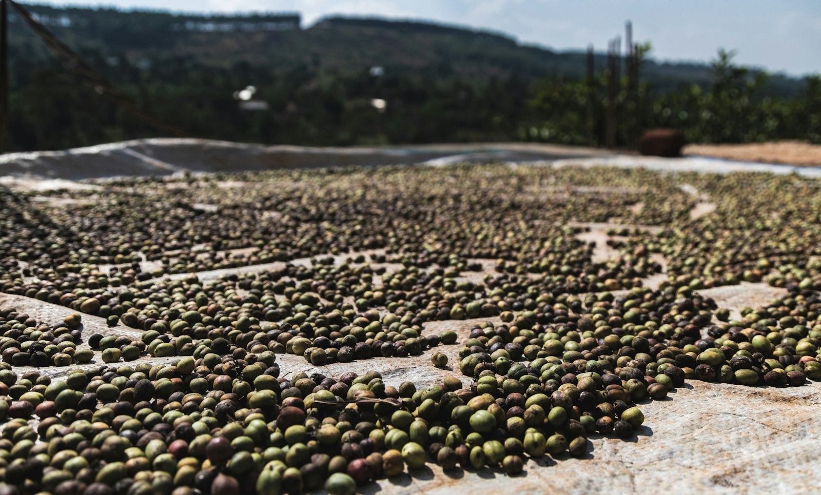 Kaffeekirschen trocknen in Uganda in der Sonne: Natural-Aufbereitung von Kaffee