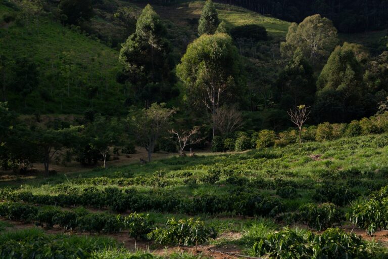 Bodengesundheit im Kaffeeanbau: Was Humus und Agroforst wirklich bewirken Dokumentarische Aufnahme einer brasilianischen Kaffeelandschaft, Projekt Café Gato-Mourisco