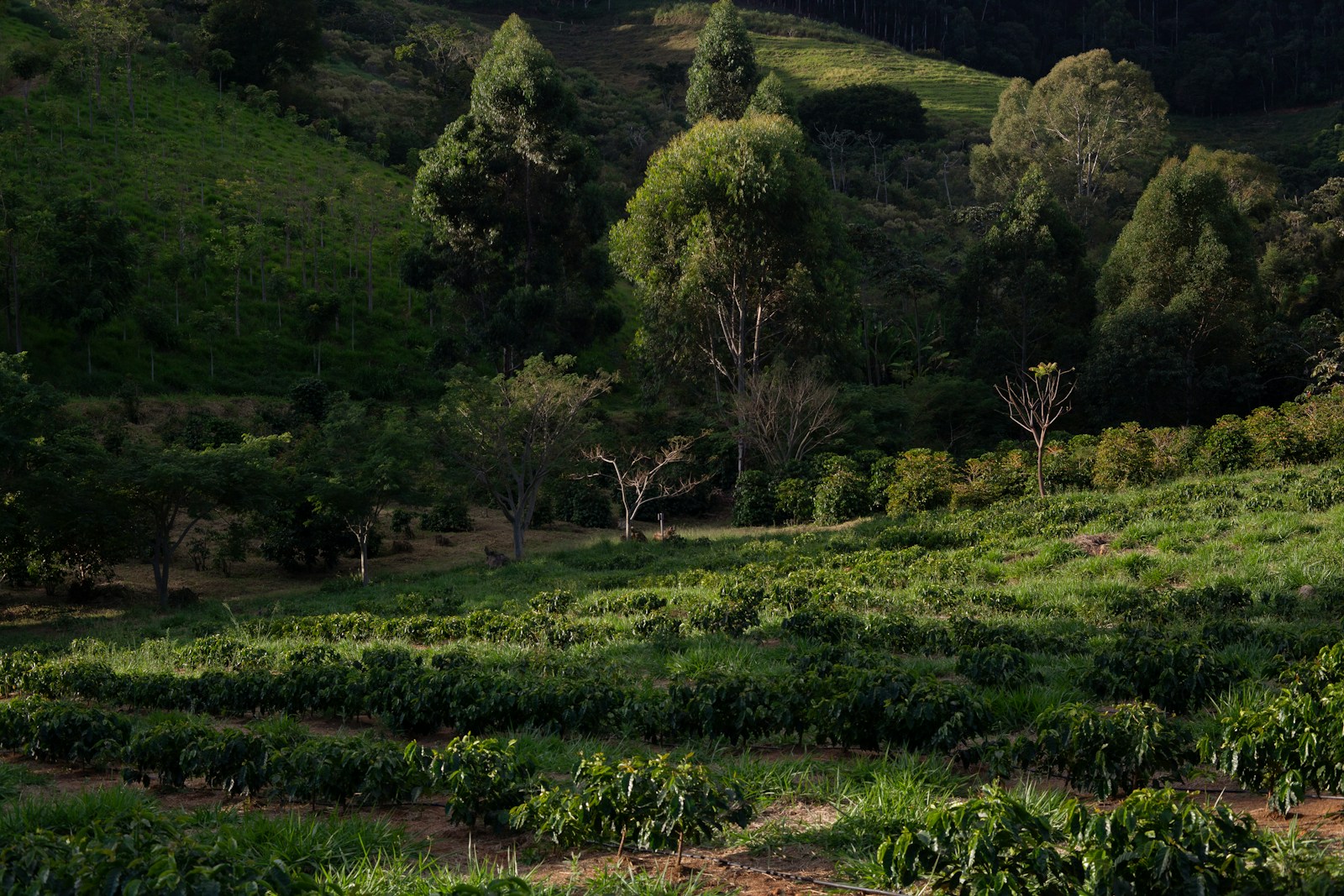 Reale Landschaftsaufnahme aus einem brasilianischen Kaffeeanbaugebiet