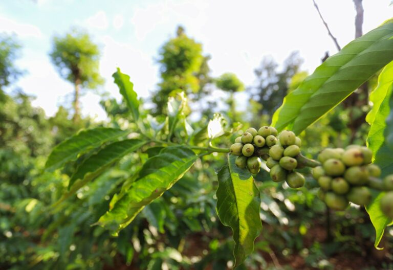 LivinGro in Vietnam: Wie gesunde Kaffeeböden wissenschaftlich untersucht werden Dokumentarische Aufnahme einer Kaffeefarm in Vietnam von Helena Coffee Vietnam