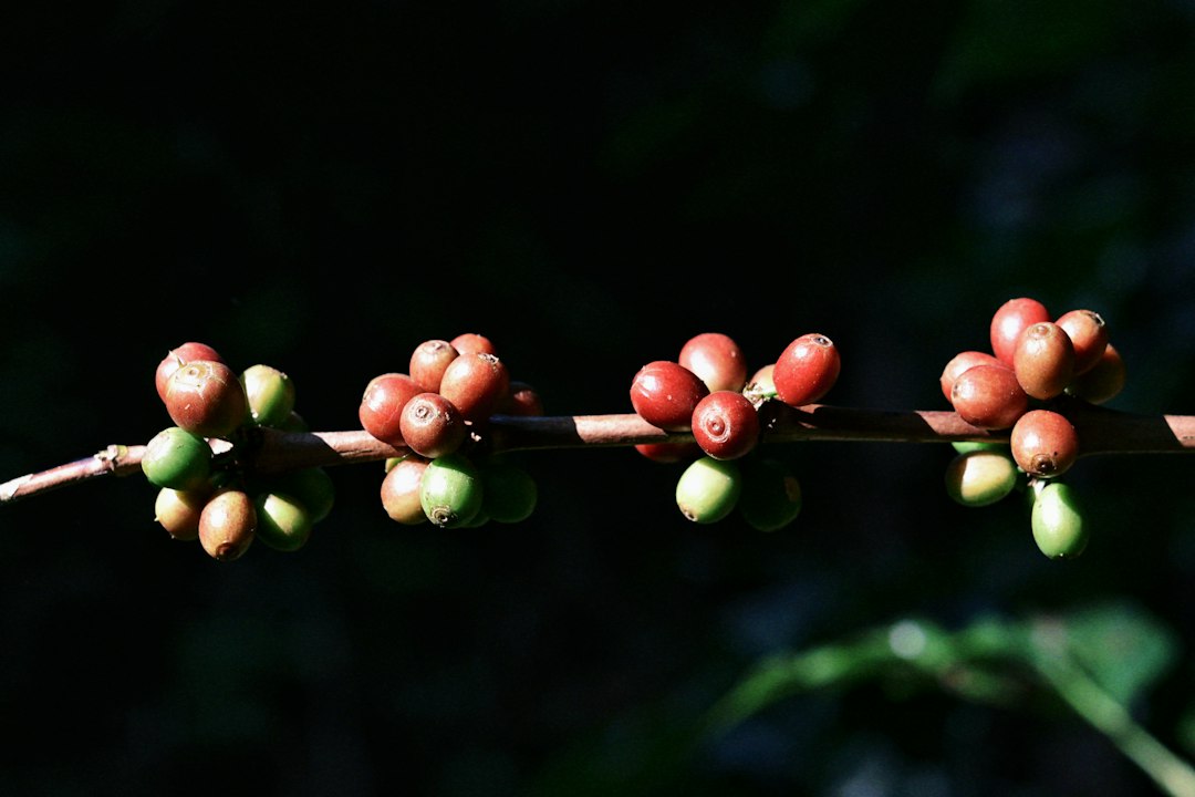 Reifende Kaffeekirschen an einem Zweig vor dunklem Hintergrund; ob Arabica oder Robusta, ist dem Strauch auf den ersten Blick nicht anzusehen