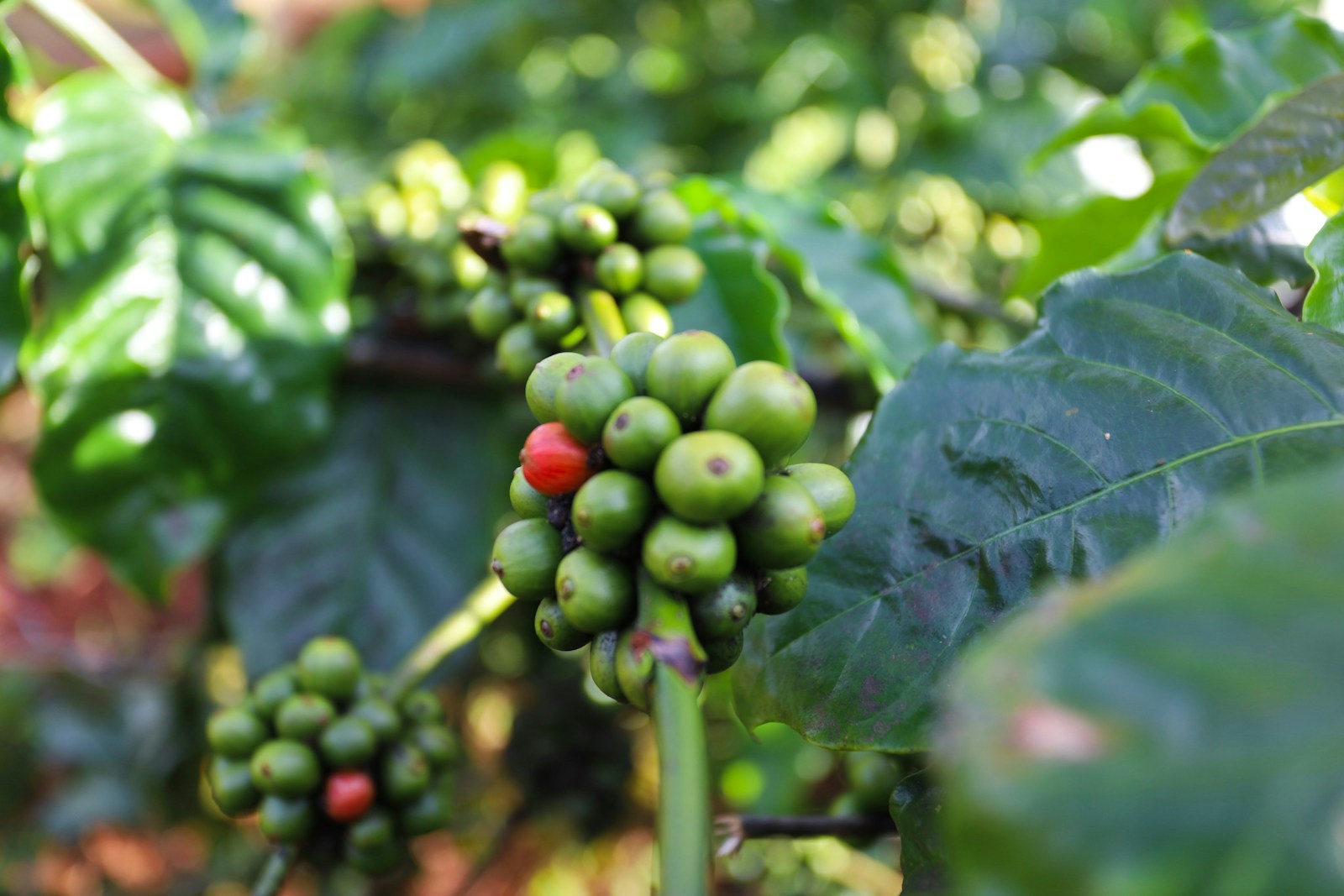 Robusta-Kaffeesträucher auf einer Farm im vietnamesischen Hochland