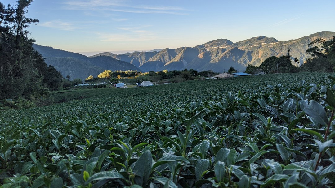 Teefeld in den Bergen Taiwans im Morgenlicht, einem der wichtigsten Anbaugebiete für Oolong Tee