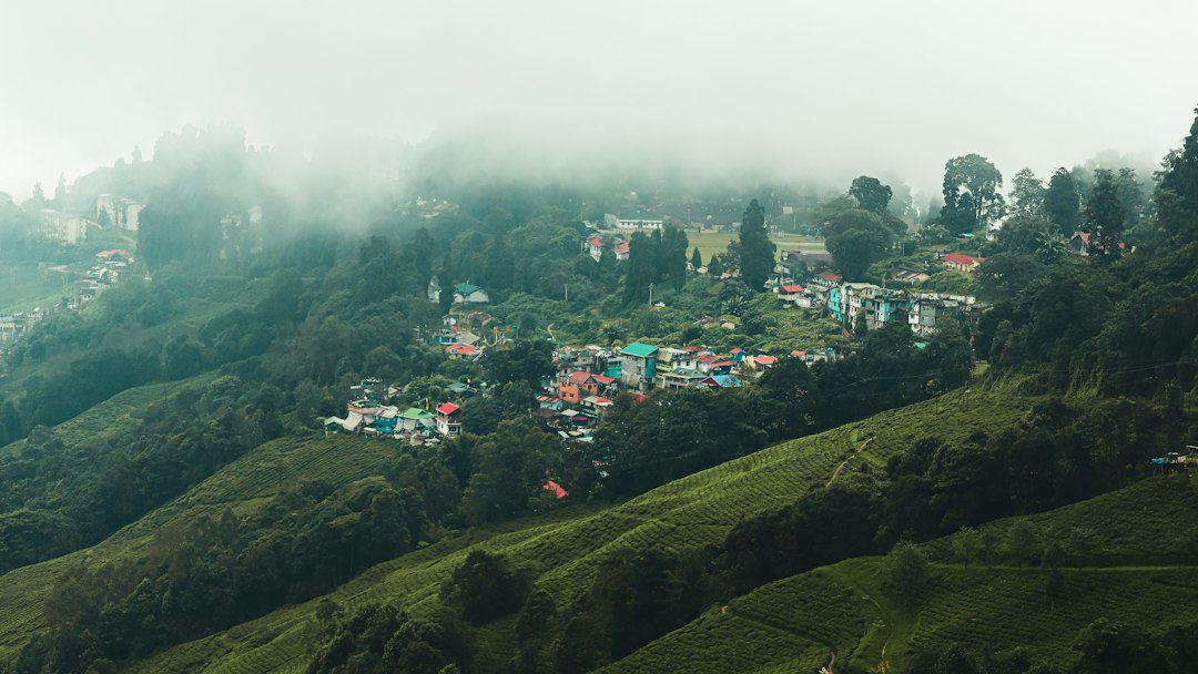 Teegarten in Darjeeling mit Teesträuchern an einem Berghang