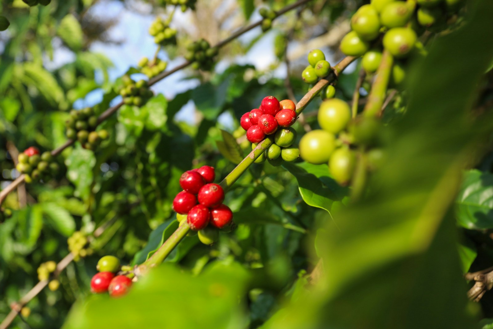 Echte Aufnahme einer vietnamesischen Kaffeeplantage