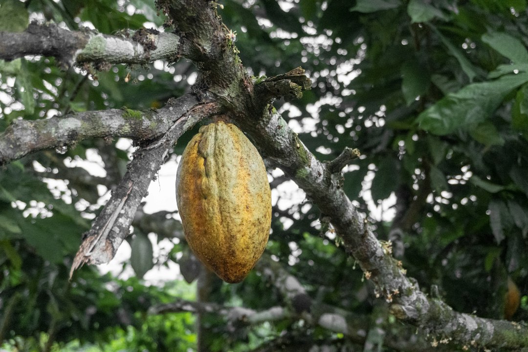 Photo taken on a cocoa farm