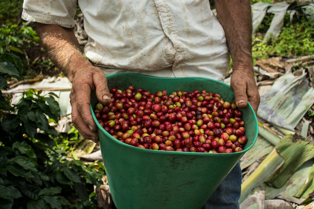 Kaffeebauer hält einen Eimer mit frisch geernteten, reifen Kaffeekirschen
