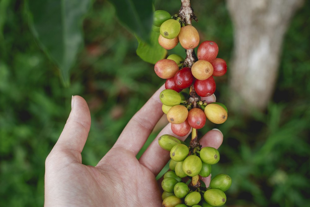 Frisch geerntete Kaffeekirschen als Ausgangspunkt der Kaffeeproduktion