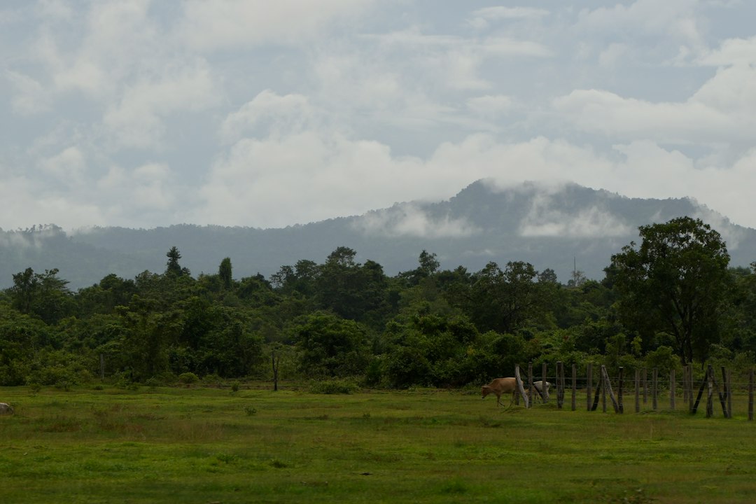 Grünes Feld vor dichtem Wald und Bergen mit Wolken