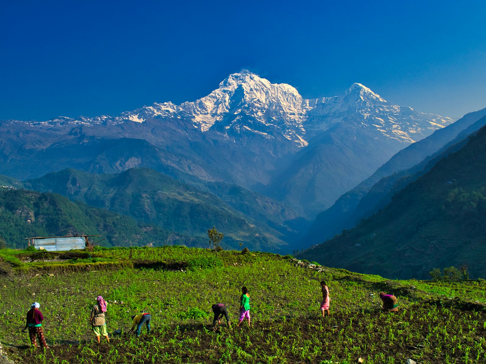 Bäuerinnen und Bauern arbeiten auf einem Feld in einem Tal der Annapurna-Region, dahinter schneebedeckte Gipfel