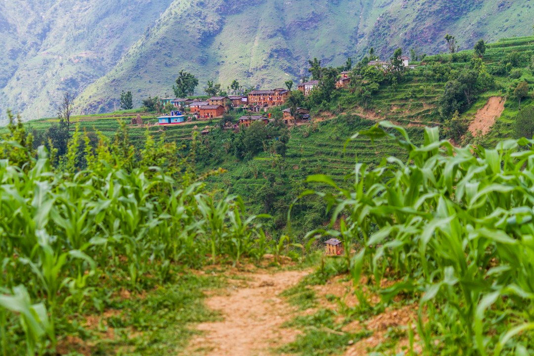 Weg zwischen Feldern, der zu einem Dorf im Distrikt Darchula in Nepal führt