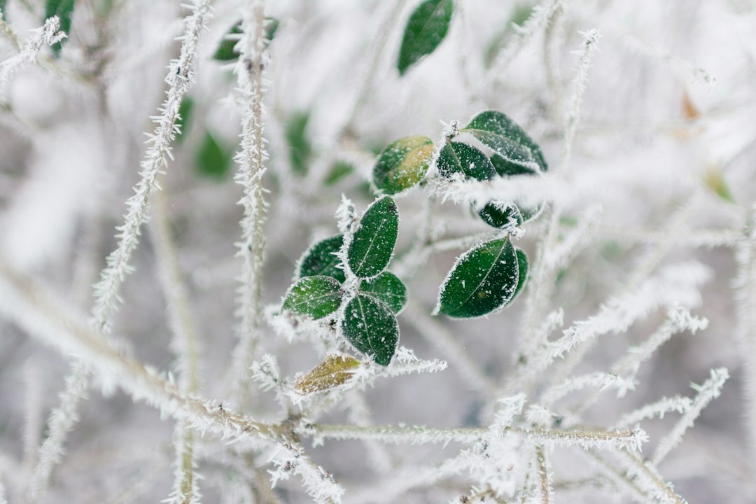 Blätter mit einer Schicht aus Frost in Nahaufnahme