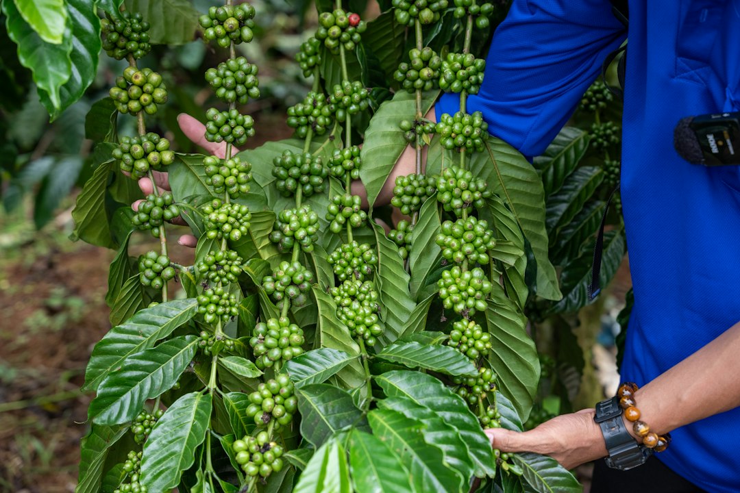 Green, unripe coffee cherries growing on a branch