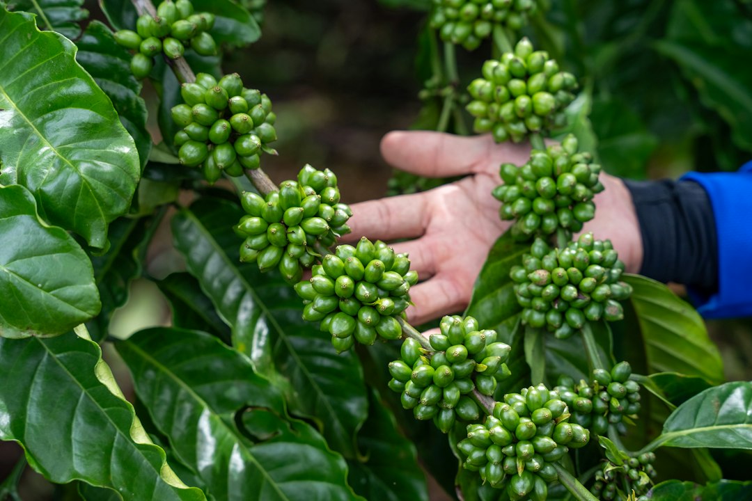 Eine Hand berührt unreife grüne Kaffeekirschen an einem Zweig