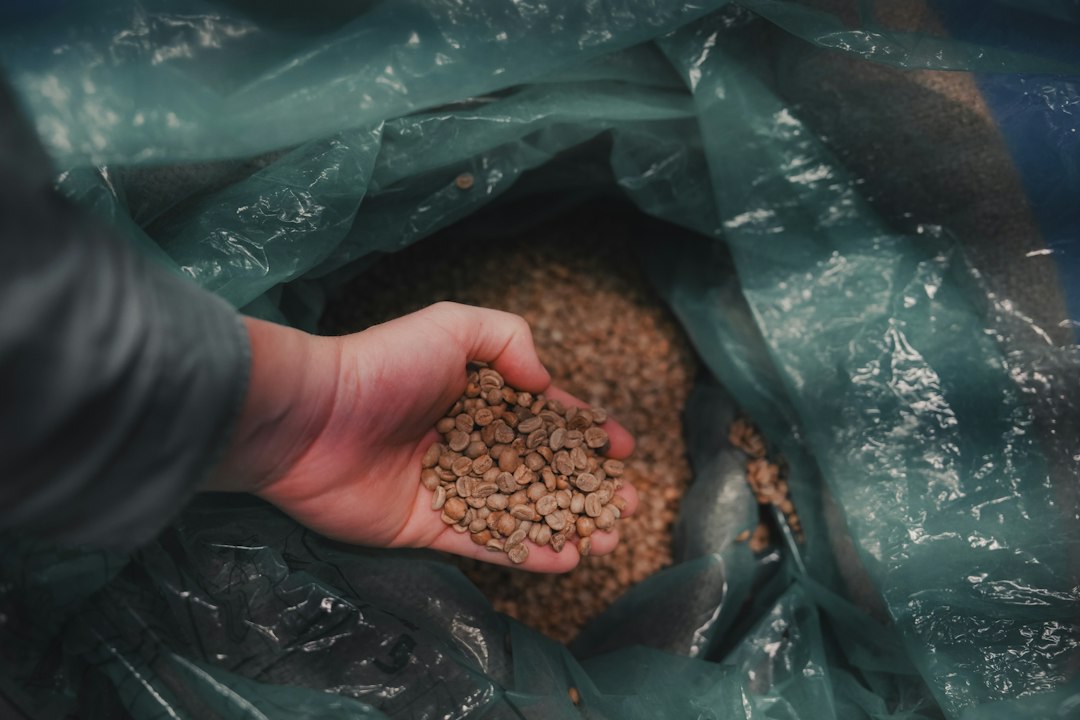 Eine Hand schöpft ungeröstete Kaffeebohnen aus einem Sack