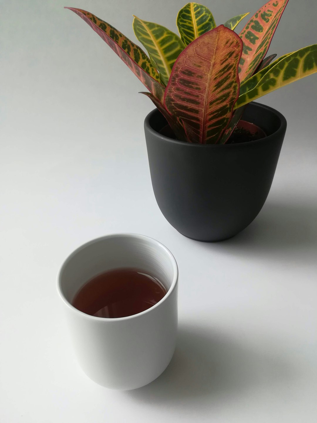 Rotbraune Hojicha-Blätter, Grundlage für Blatttee und Hojicha Latte