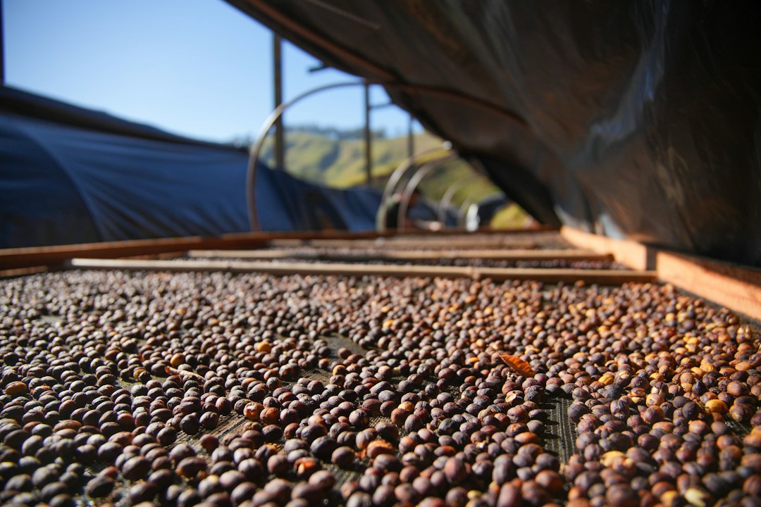 Coffee beans drying in the sun on a raised mesh bed under a shelter
