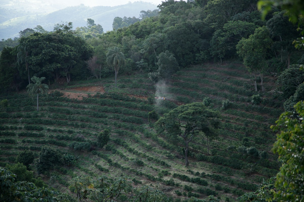 Dokumentarisches Foto einer Kaffeelandschaft aus Brasilien