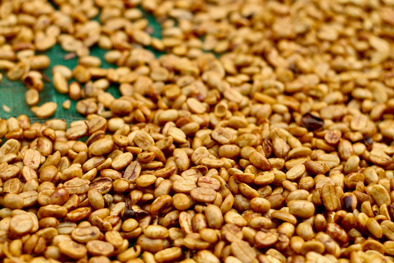 Coffee being processed on a plantation near Da Lat in Vietnam