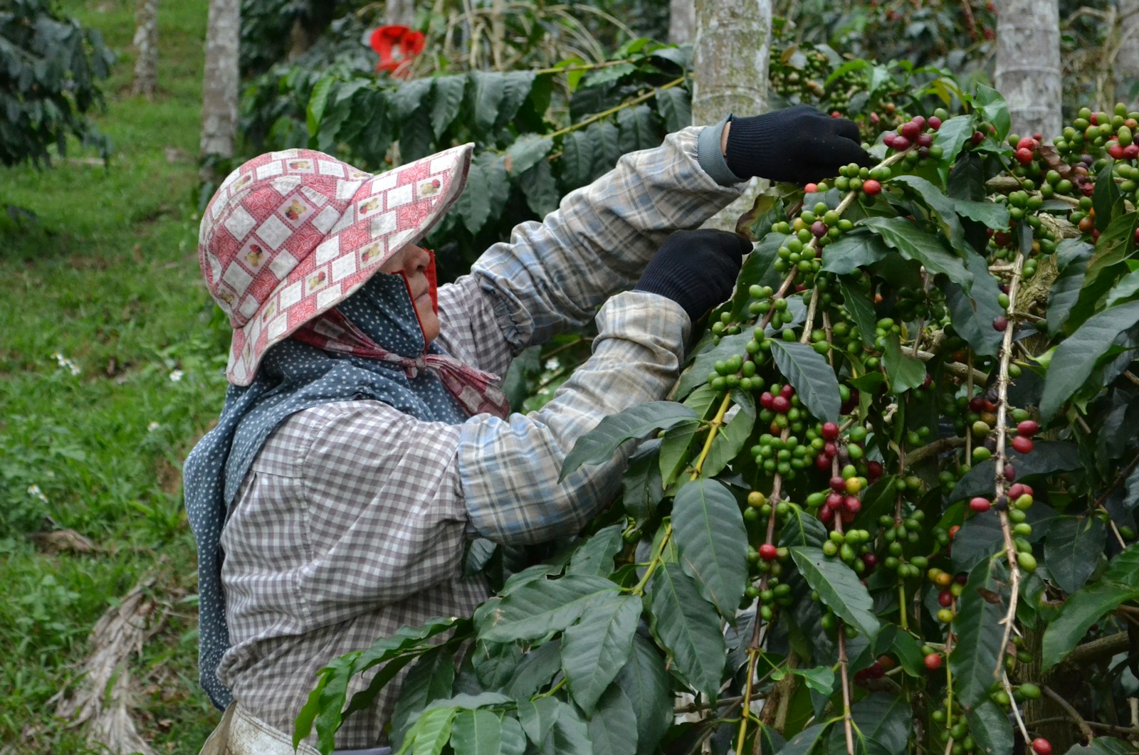 A picker harvesting coffee cherries on a small mountain farm in Taiwan