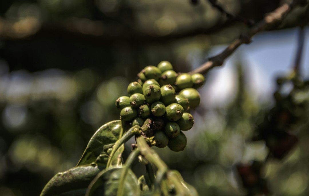Kaffeekirschen wachsen an einem Kaffeestrauch