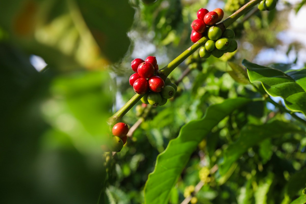 Kaffeekirschen an einer Kaffeepflanze in Vietnam