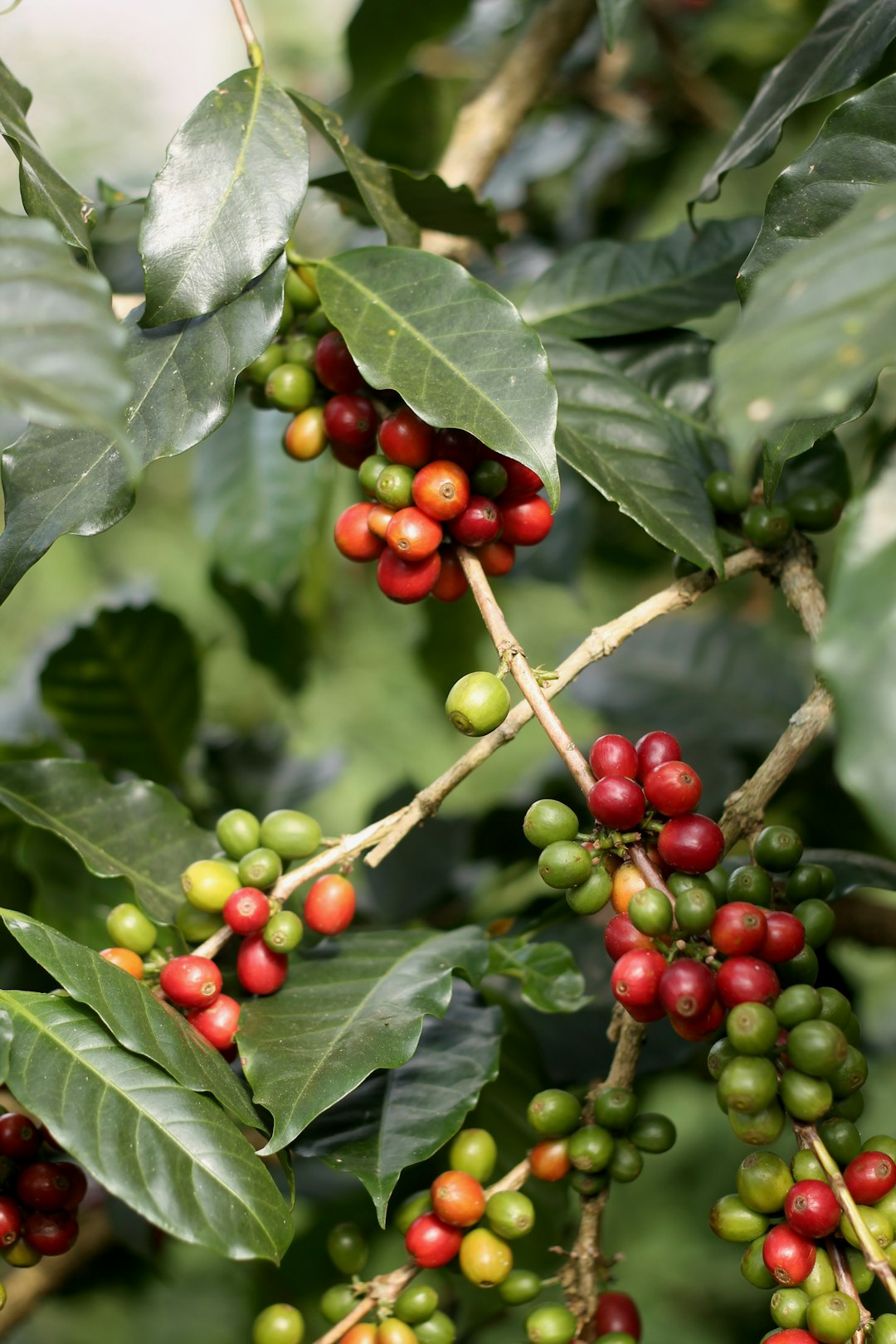 Coffee cherries on a shrub on a plantation near Da Lat in the Vietnamese highlands