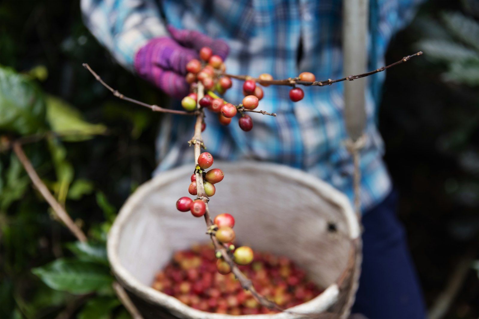 A hand holding freshly picked coffee cherries