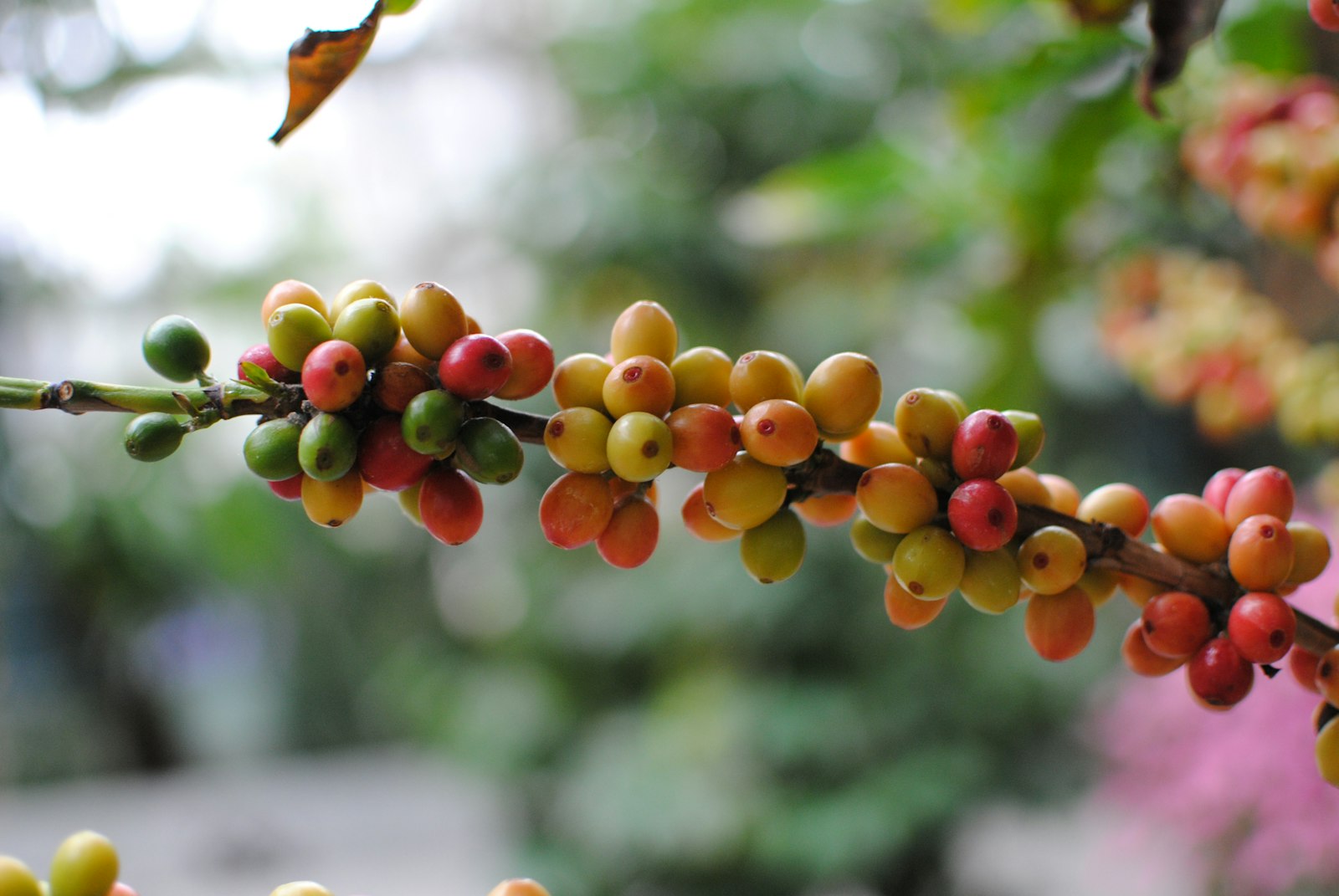 Branch with coffee cherries at different stages of ripeness, from green to red