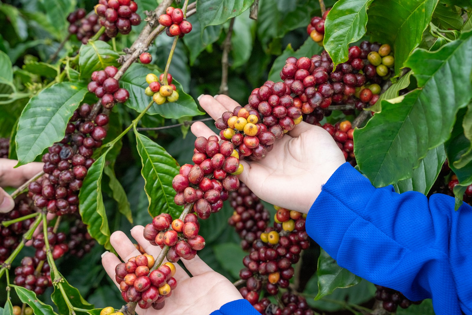 Hände pflücken reife rote Kaffeekirschen von einem Zweig