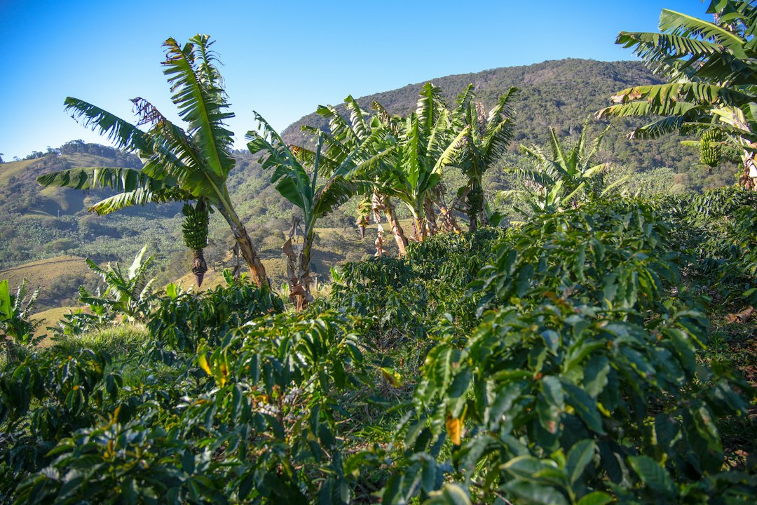 Kaffeepflanzen und Bananenstauden an einem sonnigen Hang unter blauem Himmel