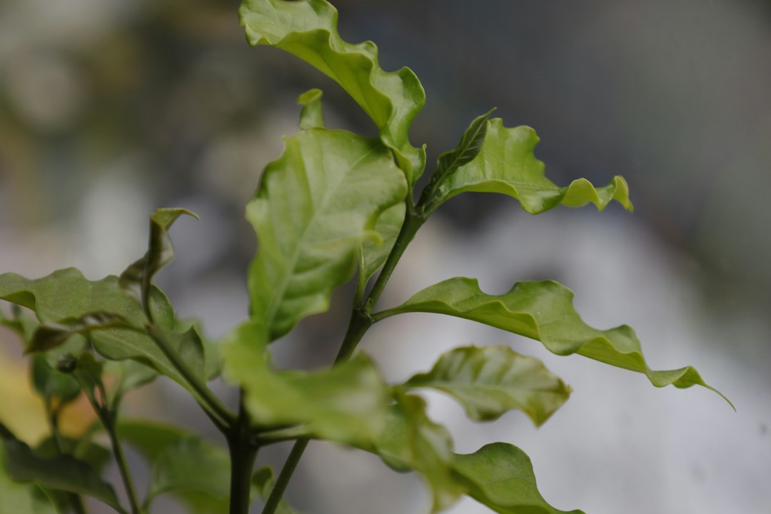 Coffee shrub with glossy green leaves
