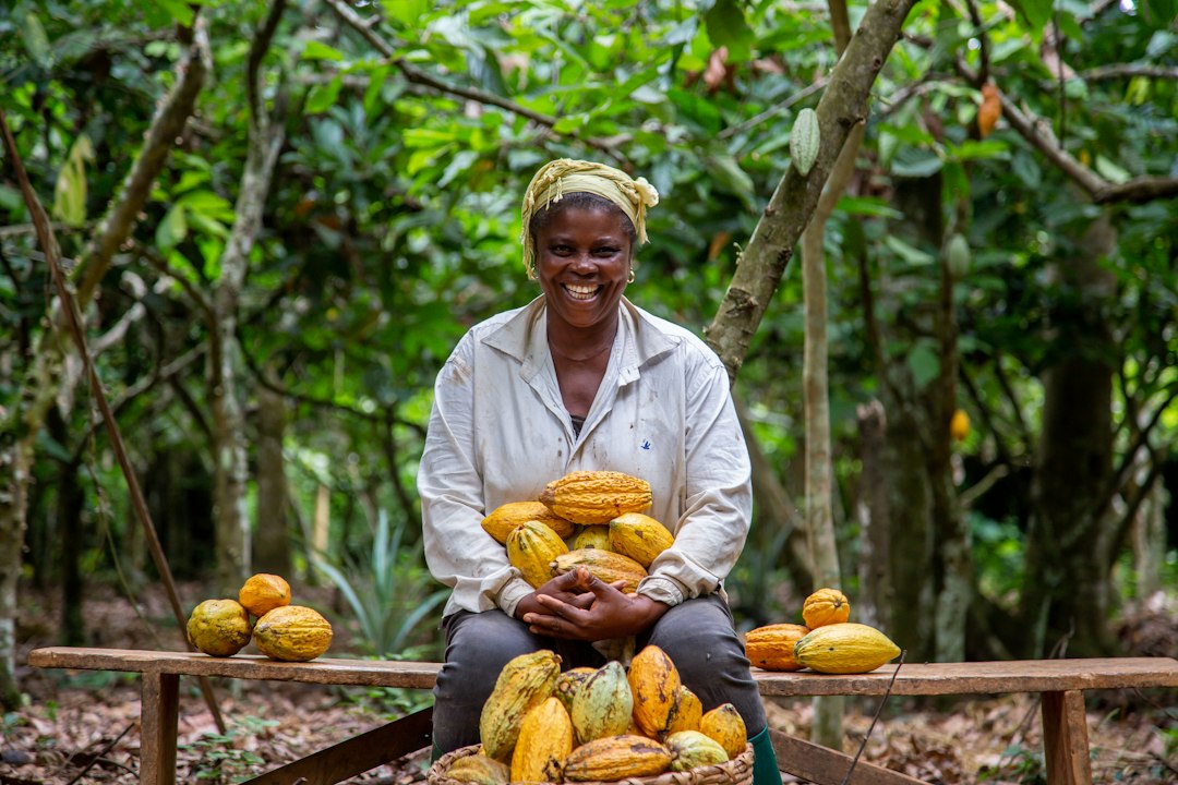 Cocoa on a farm