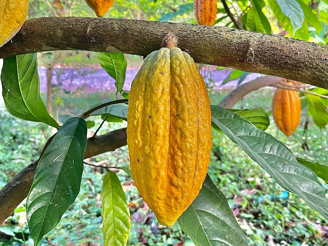 Cocoa from Thailand