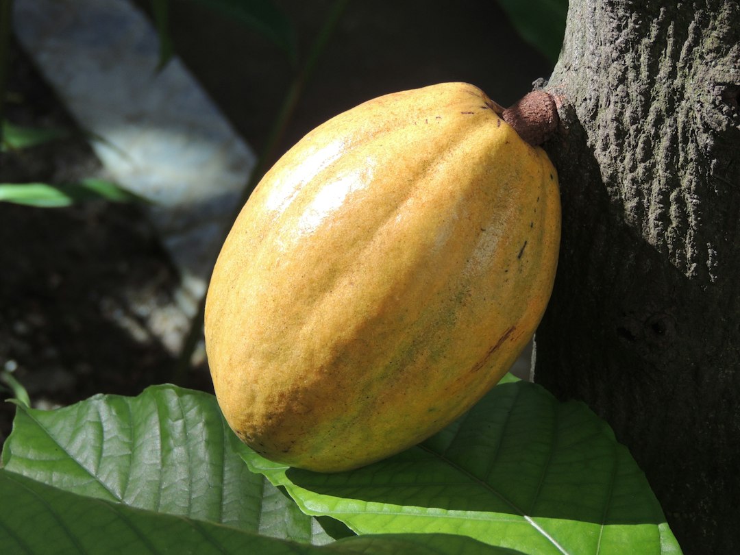 Ein Kakaobaum, der Früchte trägt