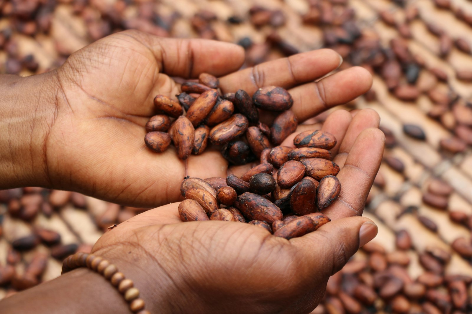Cocoa beans laid out to dry in a village in Côte d'Ivoire