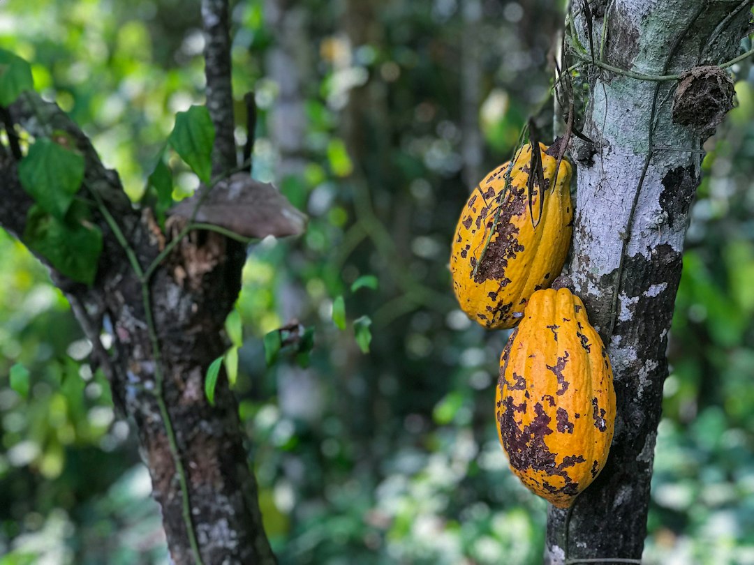 Close-up of cocoa beans
