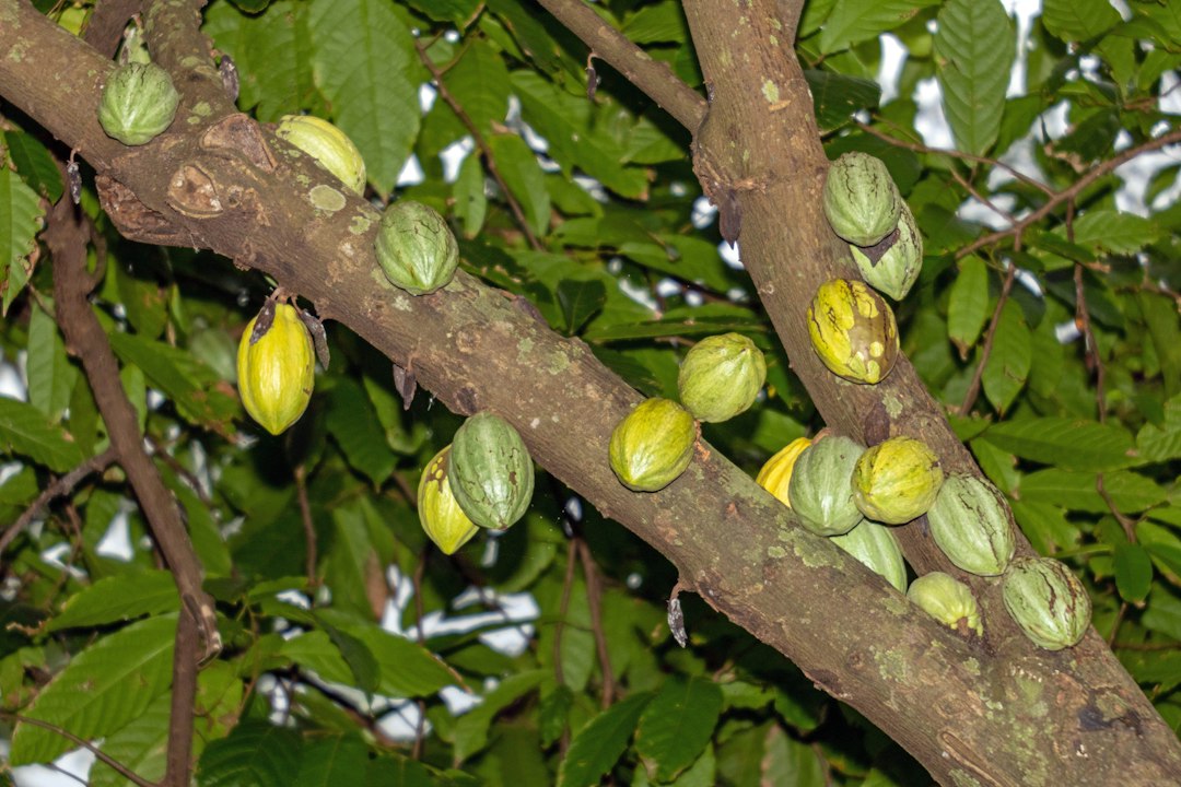 Kakaofrüchte in Nahaufnahme