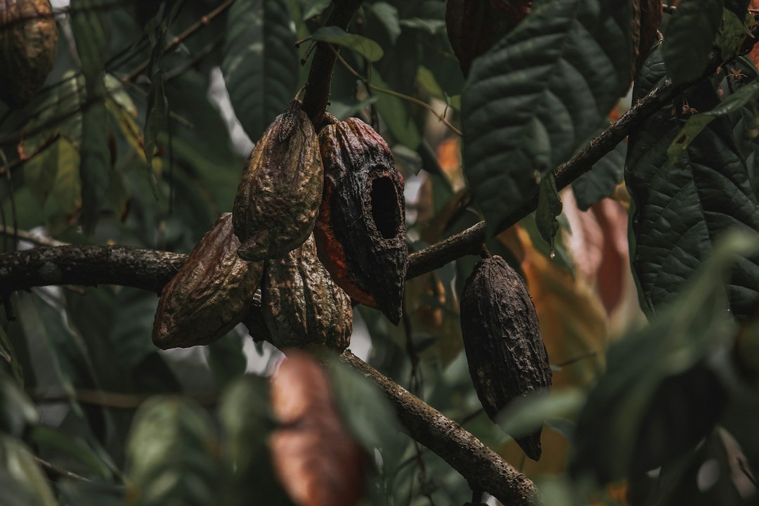 Cocoa pods in the tropics