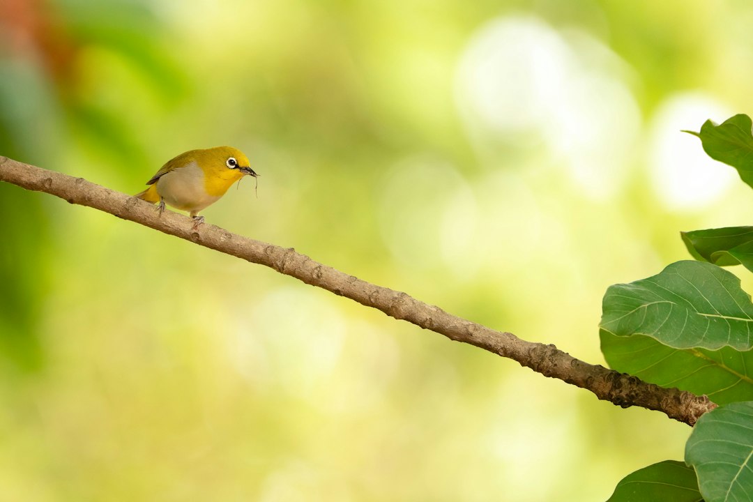 A small yellow bird perched on a branch