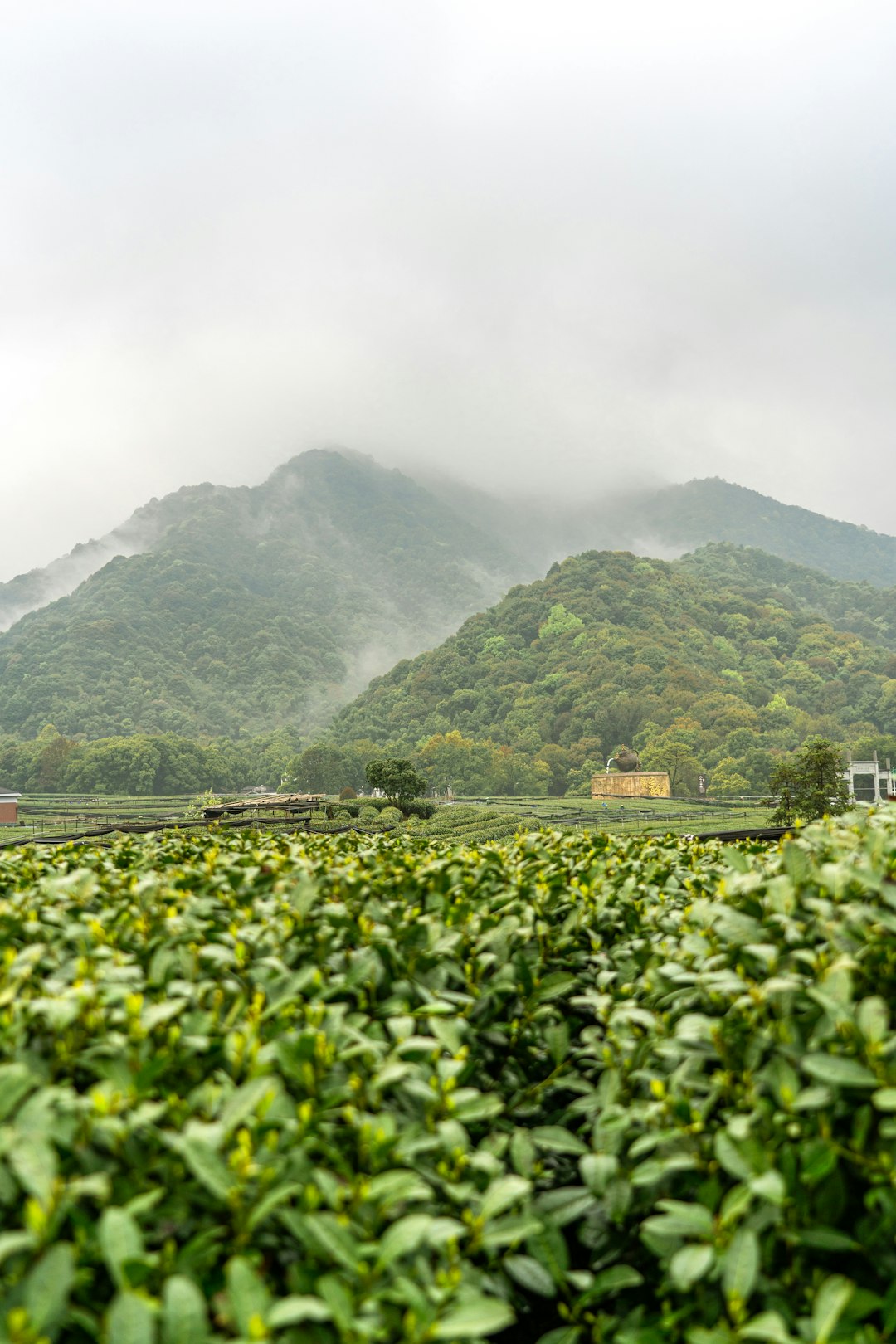 Teegarten für Longjing-Tee bei Hangzhou, Herkunft des bekanntesten chinesischen Grüntees