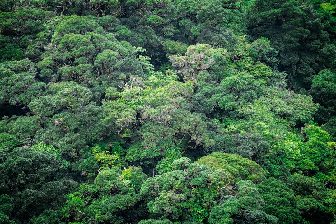Dichter tropischer Regenwald an einem Hang in Costa Rica