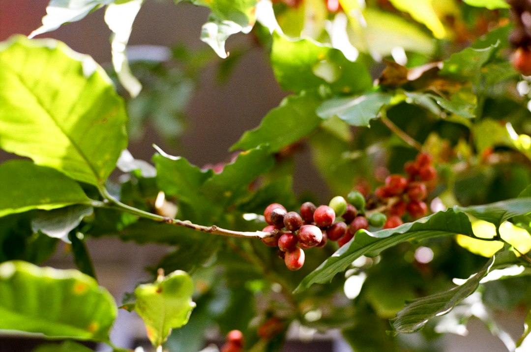 Reife rote Kaffeekirschen an einem Zweig in Nahaufnahme